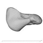 NH MER39 259 Piliocolobus preussi scaphoid left proximal