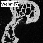 NH MER39 259 Piliocolobus preussi scaphoid left ct stack movie