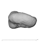 NH MER39 259 Piliocolobus preussi trapezium left proximal