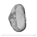 NH MER39 259 Piliocolobus preussi trapezium left ulnar