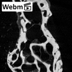 NH MER39 259 Piliocolobus preussi trapezium left ct stack movie