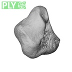 NH MER39 259 Piliocolobus preussi trapezium left ply