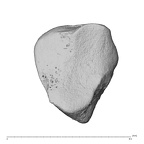 NH MER39 259 Piliocolobus preussi trapezoid left distal