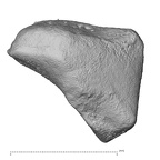 NH MER39 259 Piliocolobus preussi trapezoid left proximal