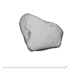 NH MER39 259 Piliocolobus preussi trapezoid left radial