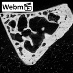 NH MER39 259 Piliocolobus preussi trapezoid left ct stack movie