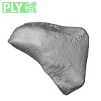 NH MER39 259 Piliocolobus preussi trapezoid left ply