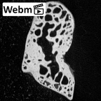 NH MER39 265 Piliocolobus preussi capitate right ct stack movie