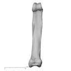 NH MER39 265 Piliocolobus preussi hand phalanx fifth proximal right palmar