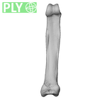 NH MER39 265 Piliocolobus preussi hand phalanx fifth proximal right ply