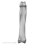 hand phalanx fourth proximal right