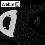 NH MER39 265 Piliocolobus preussi hand phalanx fourth proximal right ct stack movie