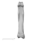 hand phalanx second proximal right