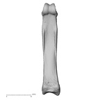 NH MER39 265 Piliocolobus preussi hand phalanx third proximal right palmar