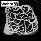 NH MER39 265 Piliocolobus preussi lunate right ct stack movie