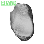 NH MER39 265 Piliocolobus preussi lunate right ply