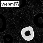 NH MER39 265 Piliocolobus preussi metacarpal fifth right ct stack movie