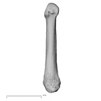NH MER39 265 Piliocolobus preussi metacarpal first right palmar
