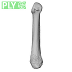 NH MER39 265 Piliocolobus preussi metacarpal first right ply