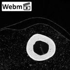 NH MER39 265 Piliocolobus preussi metacarpal fourth right ct stack movie