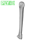 NH MER39 265 Piliocolobus preussi metacarpal fourth right ply
