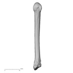 metacarpal second right