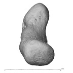 pisiform right