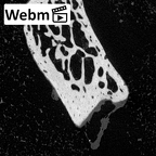NH MER39 265 Piliocolobus preussi pisiform right ct stack movie