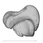 NH MER39 265 Piliocolobus preussi scaphoid right distal