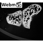 NH MER39 265 Piliocolobus preussi scaphoid right ct stack movie