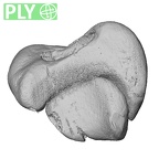 NH MER39 265 Piliocolobus preussi scaphoid right ply
