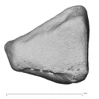 NH MER39 265 Piliocolobus preussi trapezoid right proximal