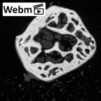 NH MER39 265 Piliocolobus preussi trapezoid right ct stack movie