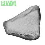 NH MER39 265 Piliocolobus preussi trapezoid right ply