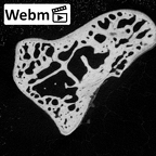 NH MER39 274 Piliocolobus preussi capitate left ct stack movie