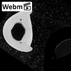 NH MER39 274 Piliocolobus preussi hand phalanx fifth proximal left ct stack movie