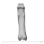 hand phalanx fourth proximal left