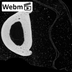 NH MER39 274 Piliocolobus preussi hand phalanx fourth proximal left ct stack movie