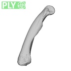 NH MER39 274 Piliocolobus preussi hand phalanx fourth proximal left ply