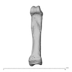 hand phalanx second proximal left