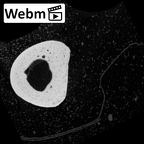 NH MER39 274 Piliocolobus preussi hand phalanx second proximal left ct stack movie