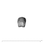 NH MER39 274 Piliocolobus preussi hand phalanx third proximal left distal