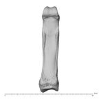 NH MER39 274 Piliocolobus preussi hand phalanx third proximal left palmar