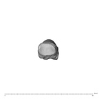 NH MER39 274 Piliocolobus preussi hand phalanx third proximal left proximal