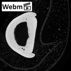 NH MER39 274 Piliocolobus preussi hand phalanx third proximal left ct stack movie