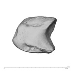NH MER39 274 Piliocolobus preussi lunate left disto-ulnar