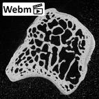 NH MER39 274 Piliocolobus preussi lunate left ct stack movie