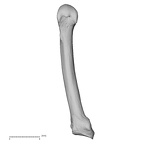metacarpal fifth left