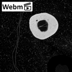 NH MER39 274 Piliocolobus preussi metacarpal fifth left ct stack movie