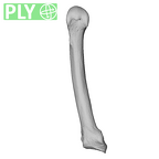 NH MER39 274 Piliocolobus preussi metacarpal fifth left ply